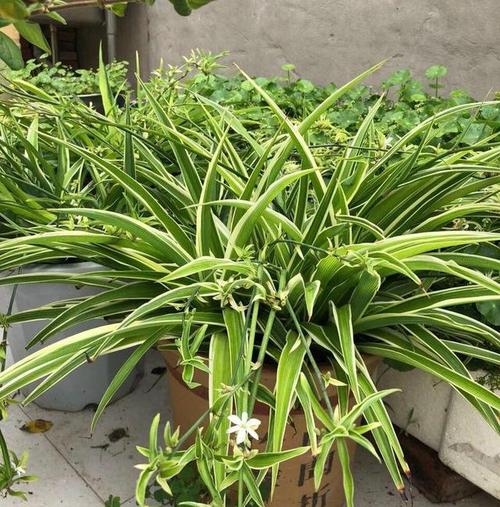 给吊兰施什么样发肥料合适呢? 虽然吊兰