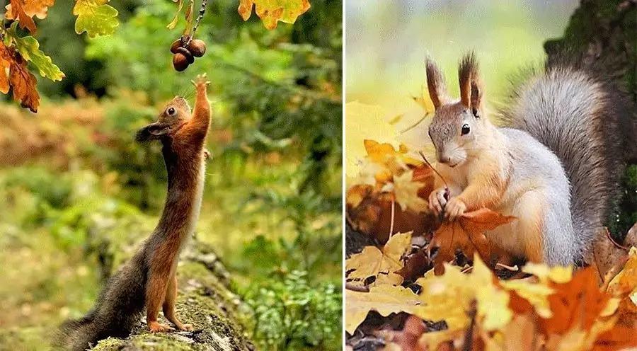 《趣画小松鼠》