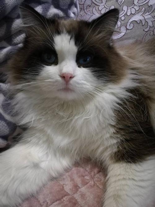 我家也有猫,是布偶.