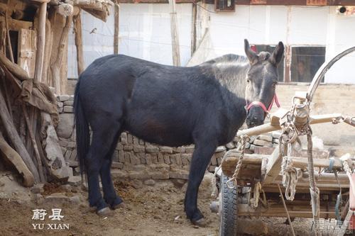 简笔画大黑骡子