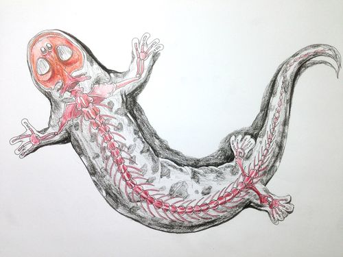 《大鲵》|插画|创作习作|lgc刘光超333 - 原创作品 - 站酷 (zcool)