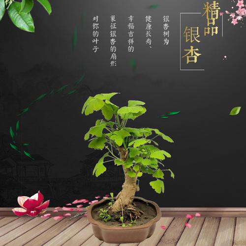 银杏微型盆景结白果佛树桩办公室内绿植盆栽石榴老根小品盆景摆件