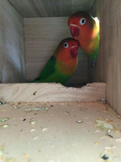 我们家雌牡丹鹦鹉为什么最近总是刻咬木繁殖箱?