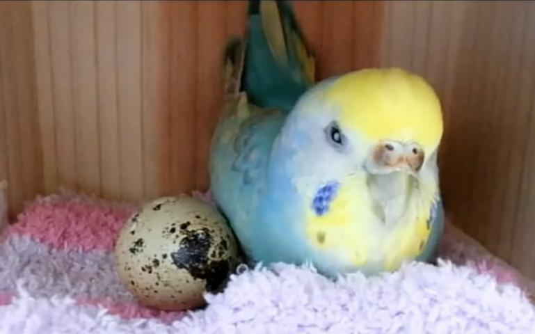 在超市买的鹌鹑蛋给家里的虎皮鹦鹉孵出来了