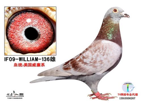 威廉杨种鸽 产品参数 目录: 威廉杨种鸽 人气: 6021 环号: if09