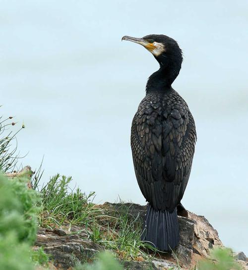 普通鸬鹚----青海湖鸟岛