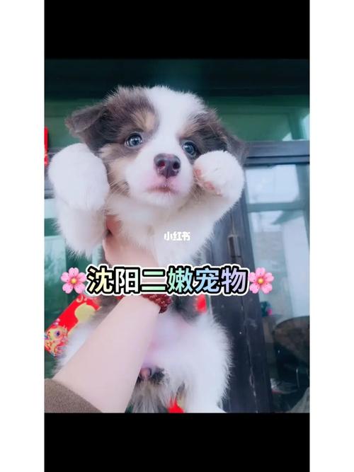 边牧幼崽 边境牧羊犬