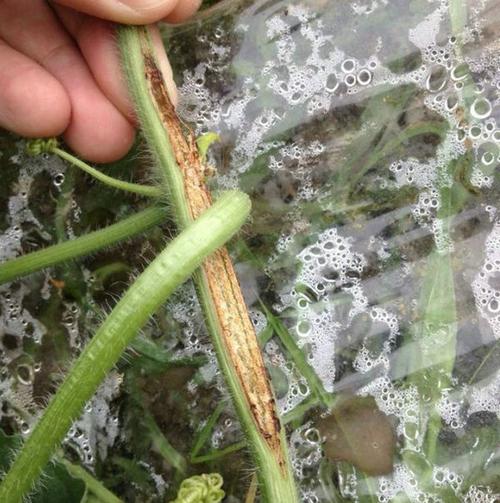 西瓜炭疽病蔓枯病的远程诊断