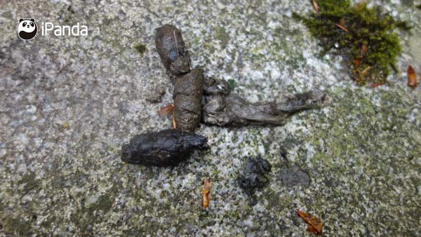 (猫科动物的粪便/王钧亮 摄)