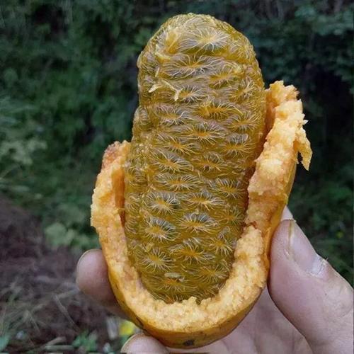 "牛卵子",还有多少上饶人认识