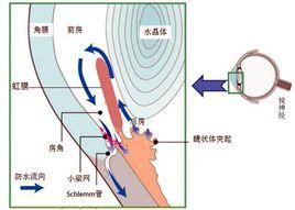 房水循环途径