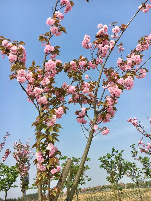绵阳樱花谷花团锦簇,雷凌车主回忆春暖花开