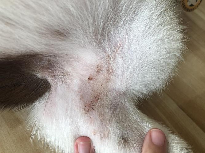 【讨论】小狗皮肤病该用什么喷剂和药浴?(有图)