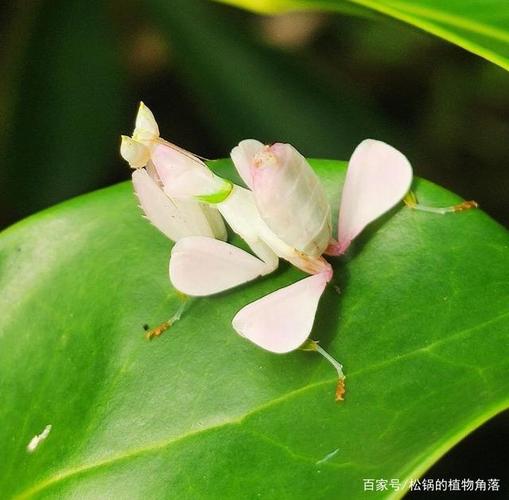 昆虫里的"兰花仙子"—拟态大师兰花螳螂