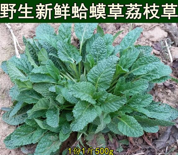 新鲜蛤蟆草蟾蜍草癞蛤蟆草蛤蟆皮地胆头白贯草猪耳草五根5g