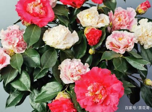 三赛茶花是哪三赛?答案在这里!