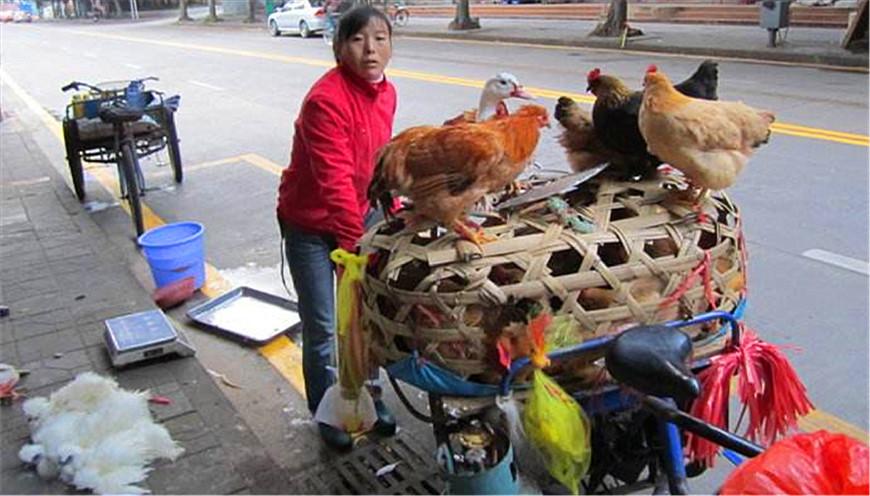 市场卖鹅 - 2020年最新商品信息聚合专区 - 百度爱采购