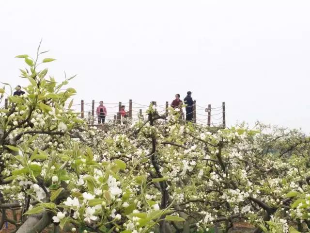 安州区周边乡村春游赏花路线出炉!