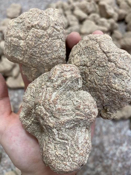 马来西亚野生虎乳菌,咳嗽的克星_咳嗽_宝宝咳嗽_潮汕
