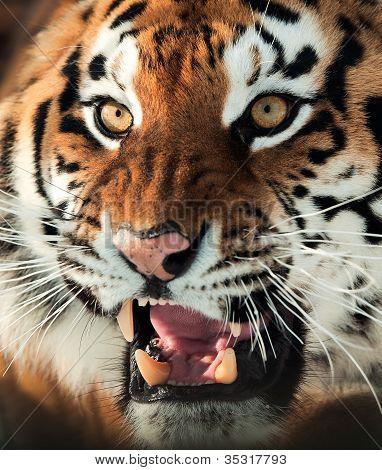 公开该 lightbox 保存取消 &nbsp; 保存 the siberian tgeer