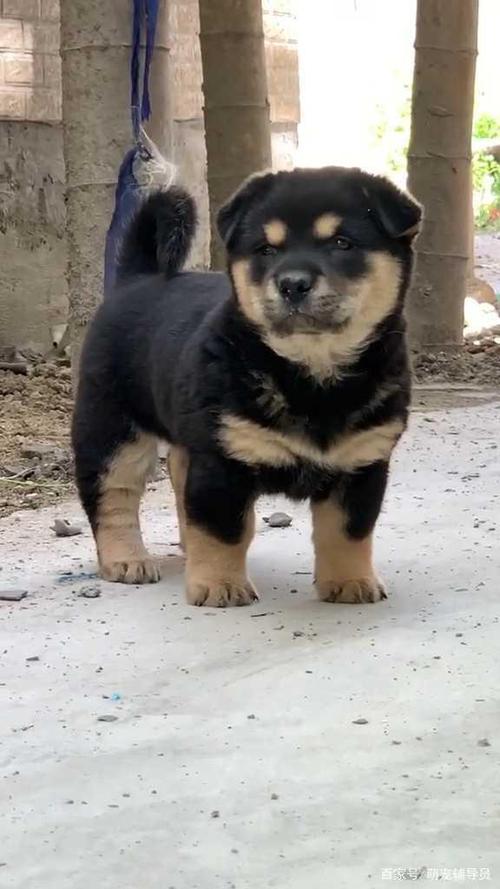 田园犬,骁苍田园犬,贲都田园犬,玄卫田园犬,笔尾灰田园犬,四眉田园犬