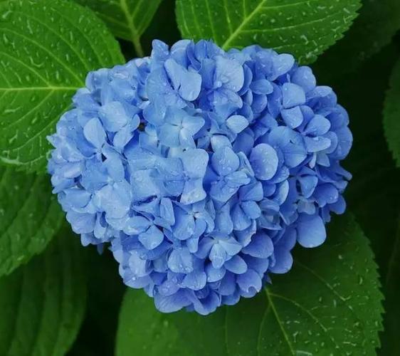 国画素材绣球花希望忠贞与美满