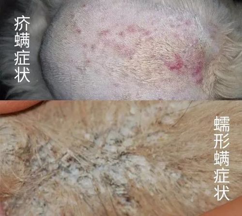 养猫养狗的铲屎官,要注意了!_疥螨