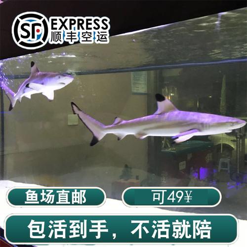 黑鳍鲨活体宠物海水鱼观赏鱼真鲨鱼玩具运输包活大型观赏鱼人工