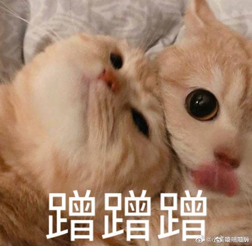 求撒娇表情包
