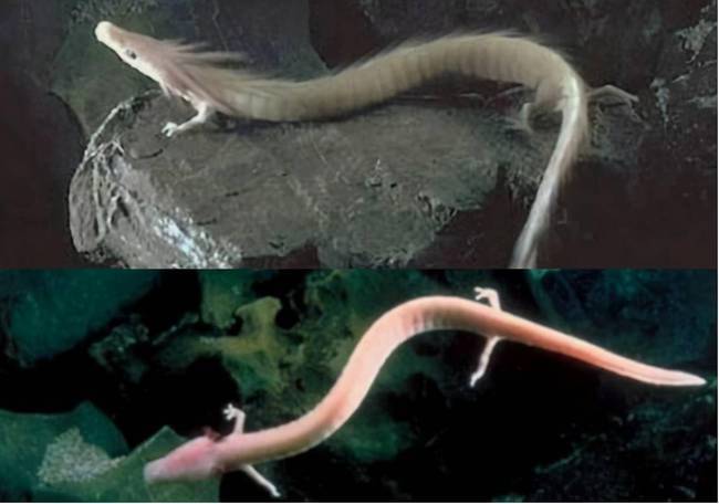 网易首页>正文申请入驻> 有趣的是,在地球上,虽然不能确定龙是否真实