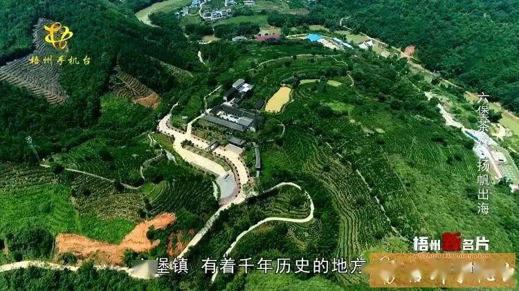 广西梧州六堡,这里雨雾缭绕,雨量充沛,千百年来,生长着一种有生命力的