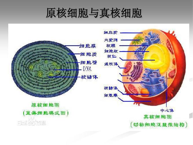 真核细胞和原核细胞有哪些?举几个例子