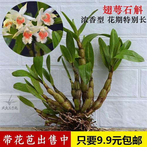 黑毛石斛翅鄂翅萼石斛t丛苗盆栽盆景观赏花卉浓香型石斛花