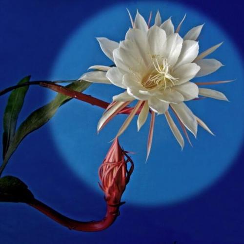 00:00 00:00  262 人们常用昙花一现比喻美好的东西容易消逝,请你