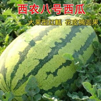 西农八号西瓜种子特大懒汉甜王西瓜种籽超甜四季高产田园水果种孑