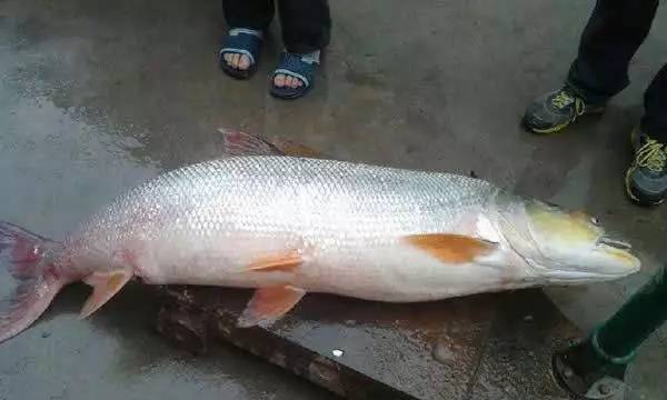 千岛湖水美鱼肥,是鳡鱼生长的最佳水域,招来,繁殖了大量鳡鱼,这些