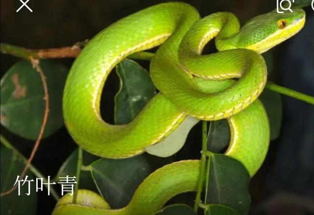 竹叶青蛇头大,呈三角形,颈细,有管状毒牙,肛门至尾部很短,系剧毒蛇.