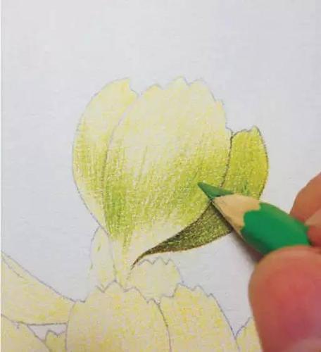 彩铅画入门教程 | 彩铅多肉彩铅详细步骤