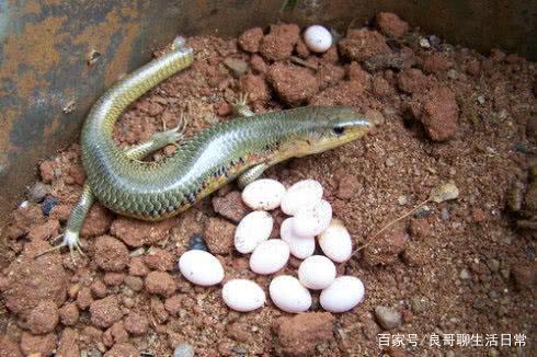 还记得小时候经常见的一种动物"四角蛇"称石龙子,现在