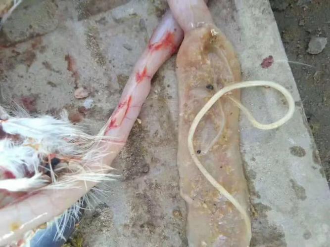 秋后冬初谨防鸡绦虫病,10--12月驱虫尤为重要!