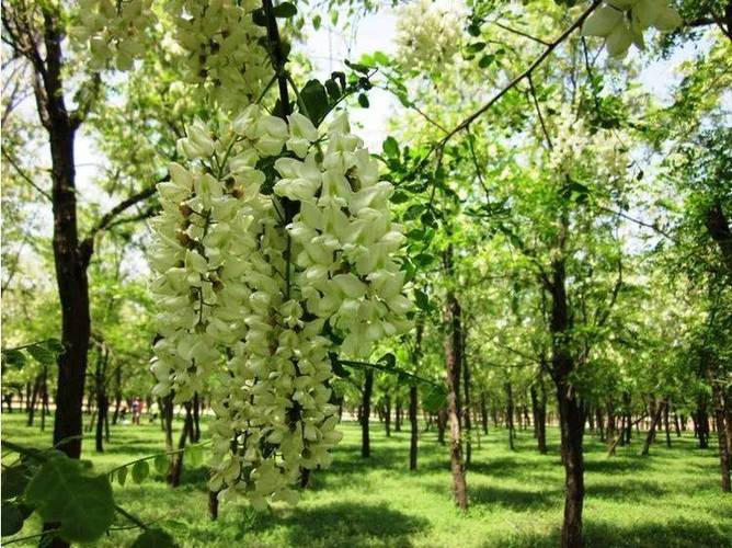 二郎山 槐花节休闲一日游99元