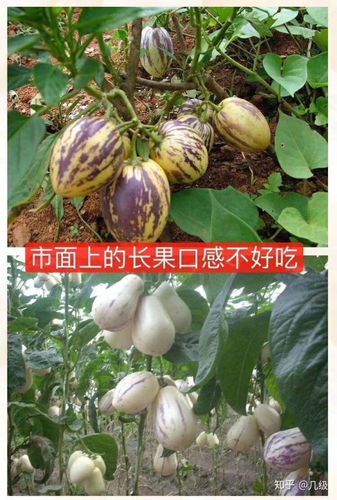 有什么很好吃的奇葩水果?