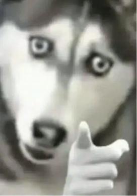 指人表情包合集 #这该死的压迫感
