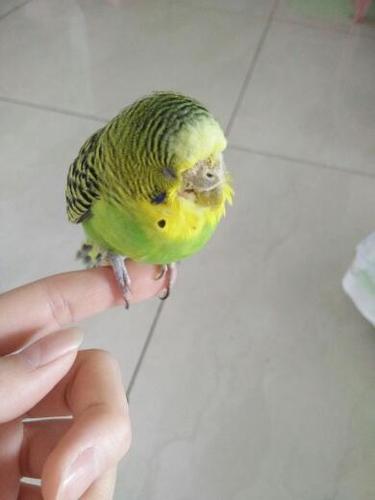 虎皮鹦鹉胃肿了还有点拉稀!便便是绿色的还有点炸毛!