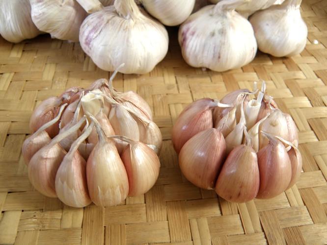 大蒜种子低价包邮