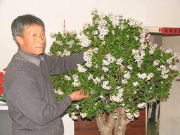 燕子掌开花二十载