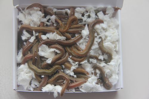 活沙蚕 海蚯蚓 海蜈蚣 海蚂蝗 红青虫鲈鱼饵 海钓鱼饵料包邮