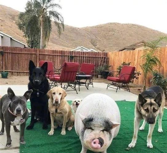 让狗哥想不到的是, 狗子居然能和一头猪成为好朋友