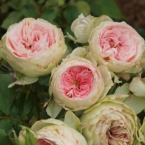 中华月季园夏日羊绒新品浓香花卉庭院阳台绿植盆栽好养