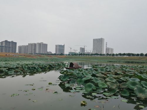 国庆期间青阳芙蓉湖,花海随拍